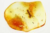 Detailed Fossil Ant (Gesomyrmex) In Baltic Amber #367503-1